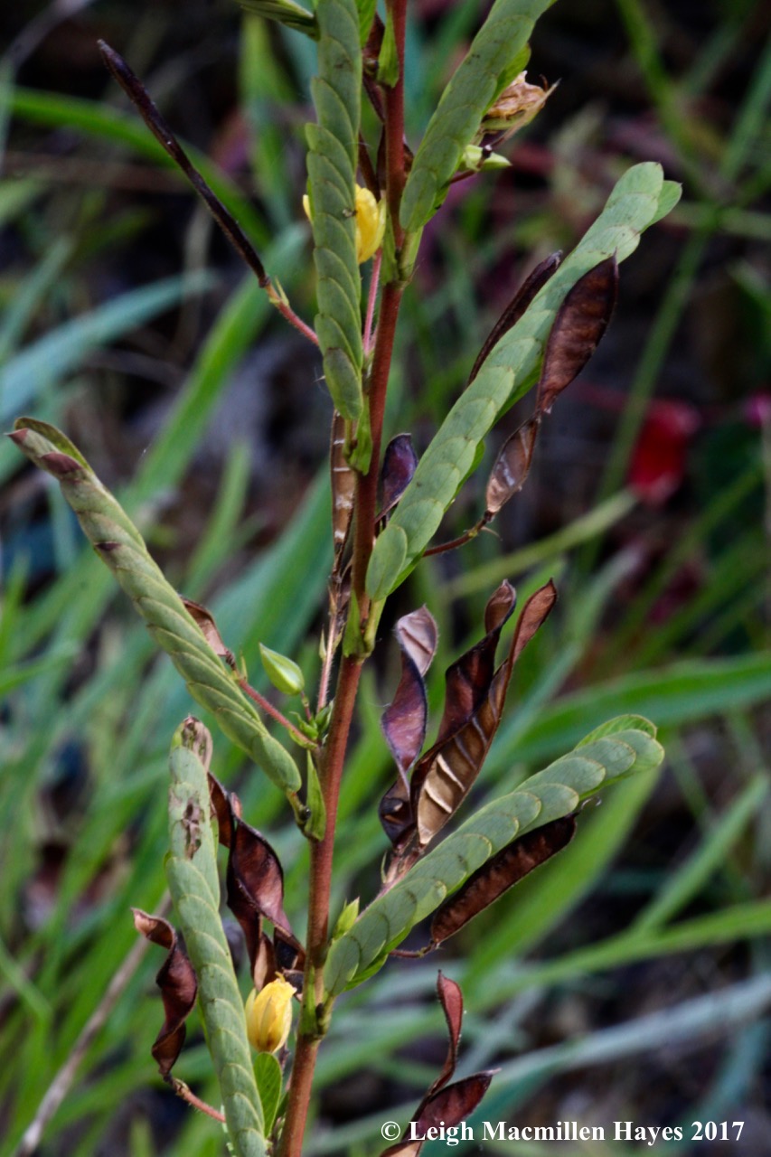k-Sensitive Partridge Pea