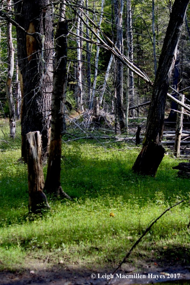 m1-abandoned lodge 1