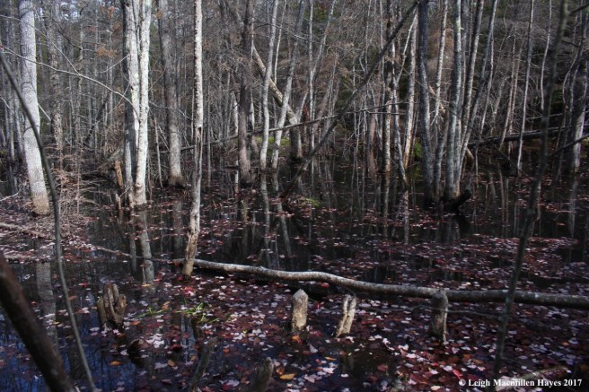 m14-beaver pond of yore