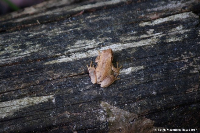 m18-spring peeper