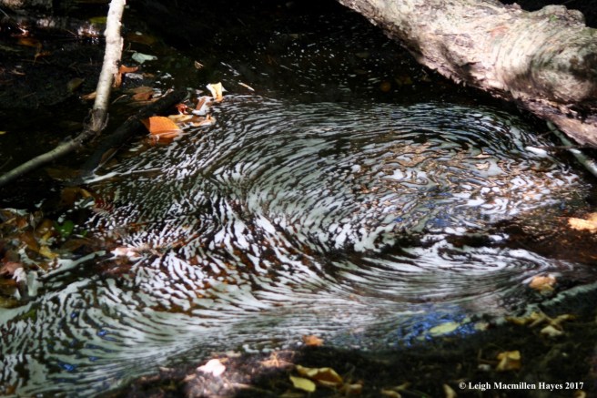 m29-foam reflecting bark