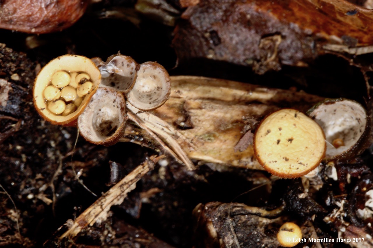 o1-bird nest fungi 1