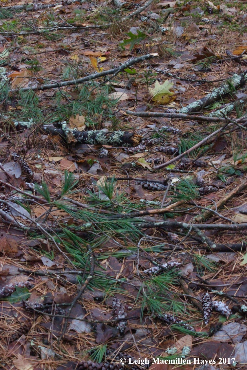 o10-pathway in woodlot