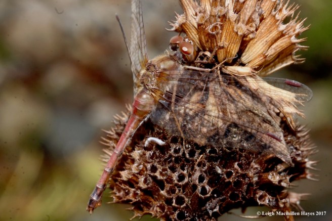 o4-meadowhawk 1 on bee balm