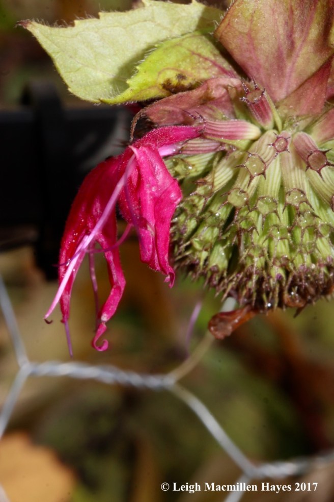 o5-beebalms last bloom