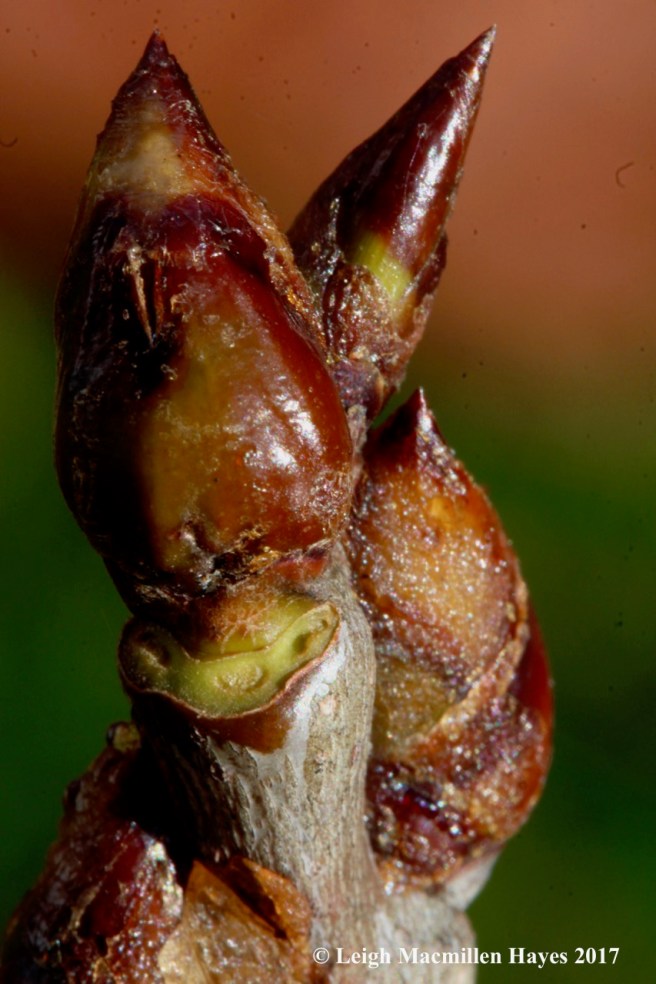 o9-quaking aspen buds and leaf scars