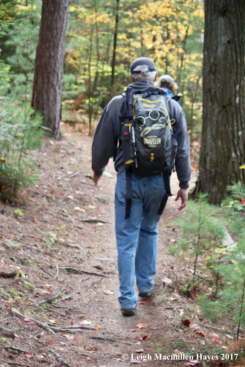 r21-hemlocks and pines