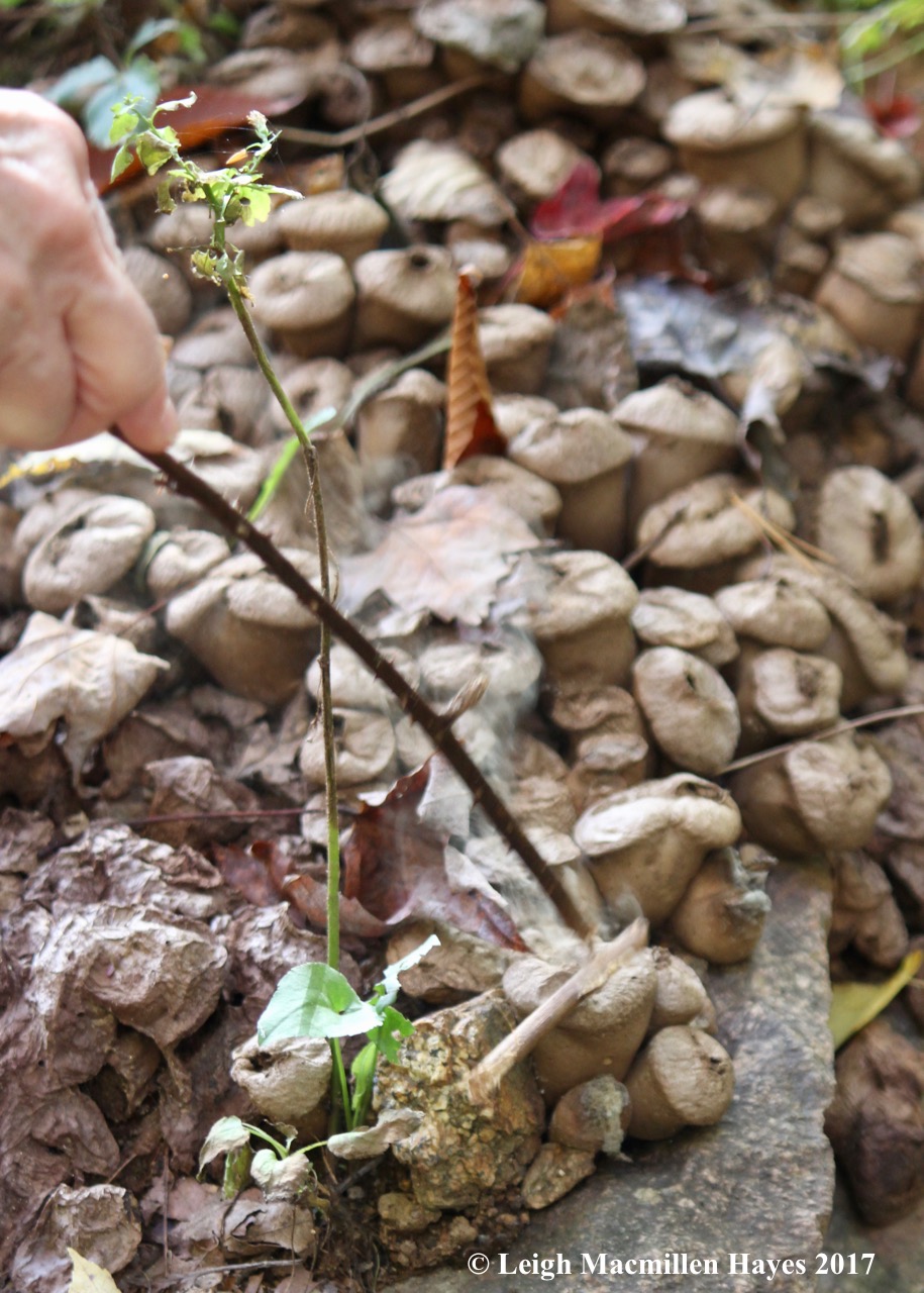 r4-sending puffball spores airborne