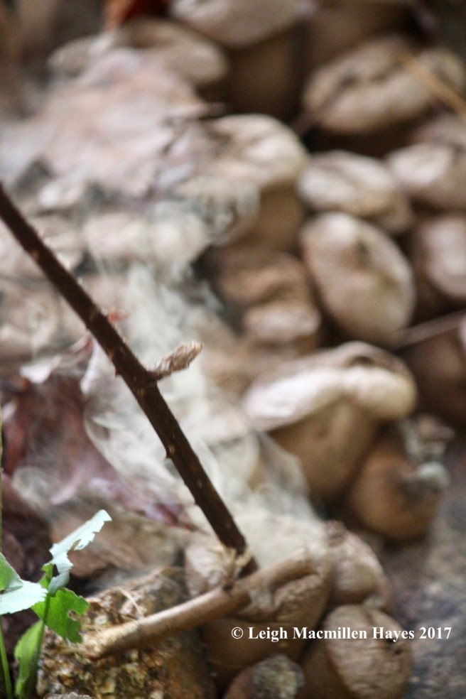 r5-spores wafting forth