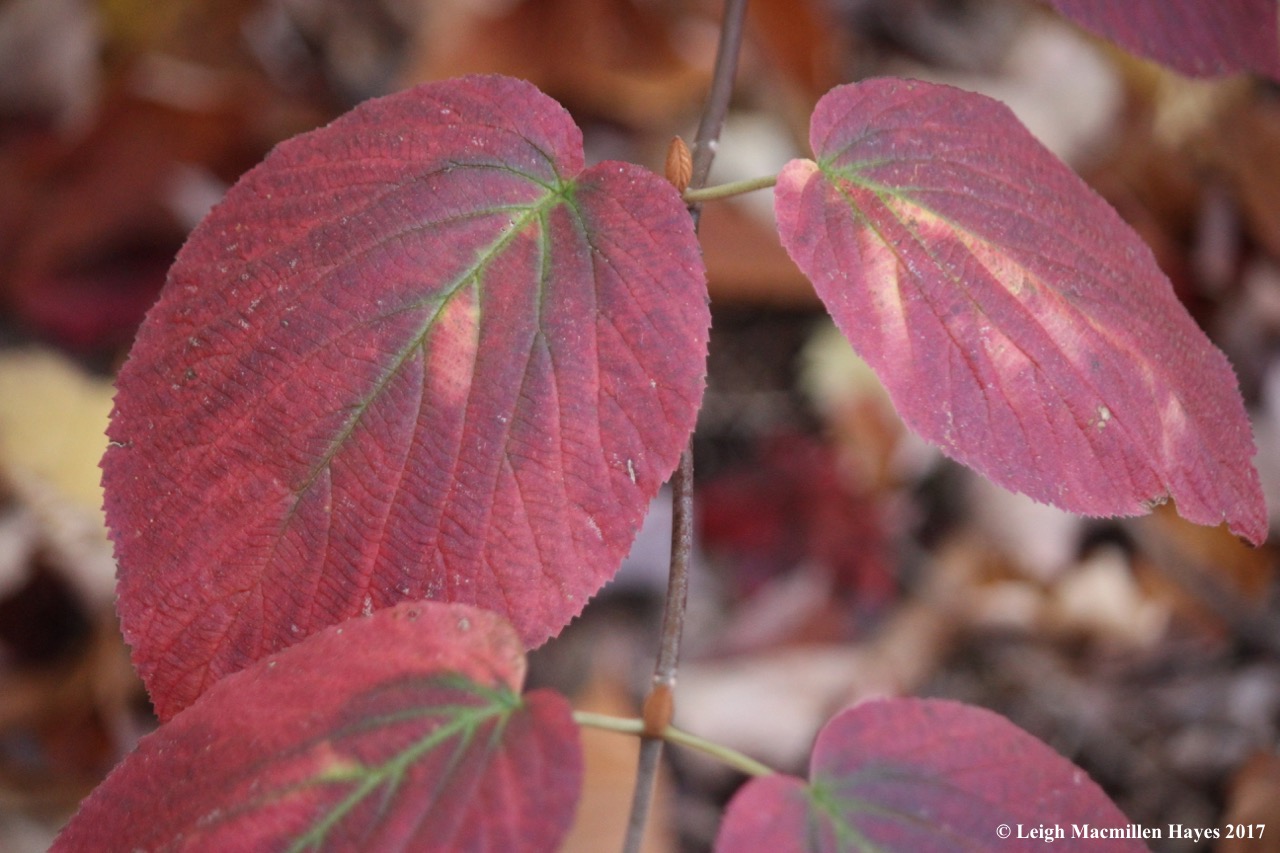 r7-hobblebush color deepening