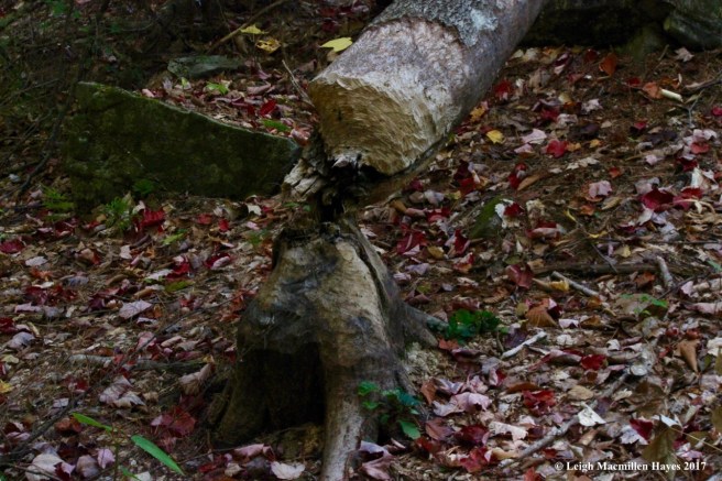 s-beaver works old and not successful