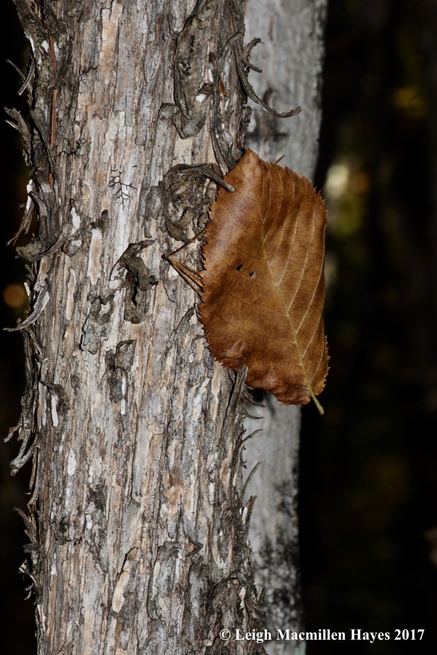 t-hop hornbeam bark and leaf