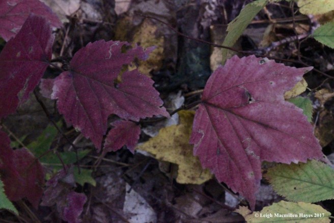 t-maple-leaf viburnum
