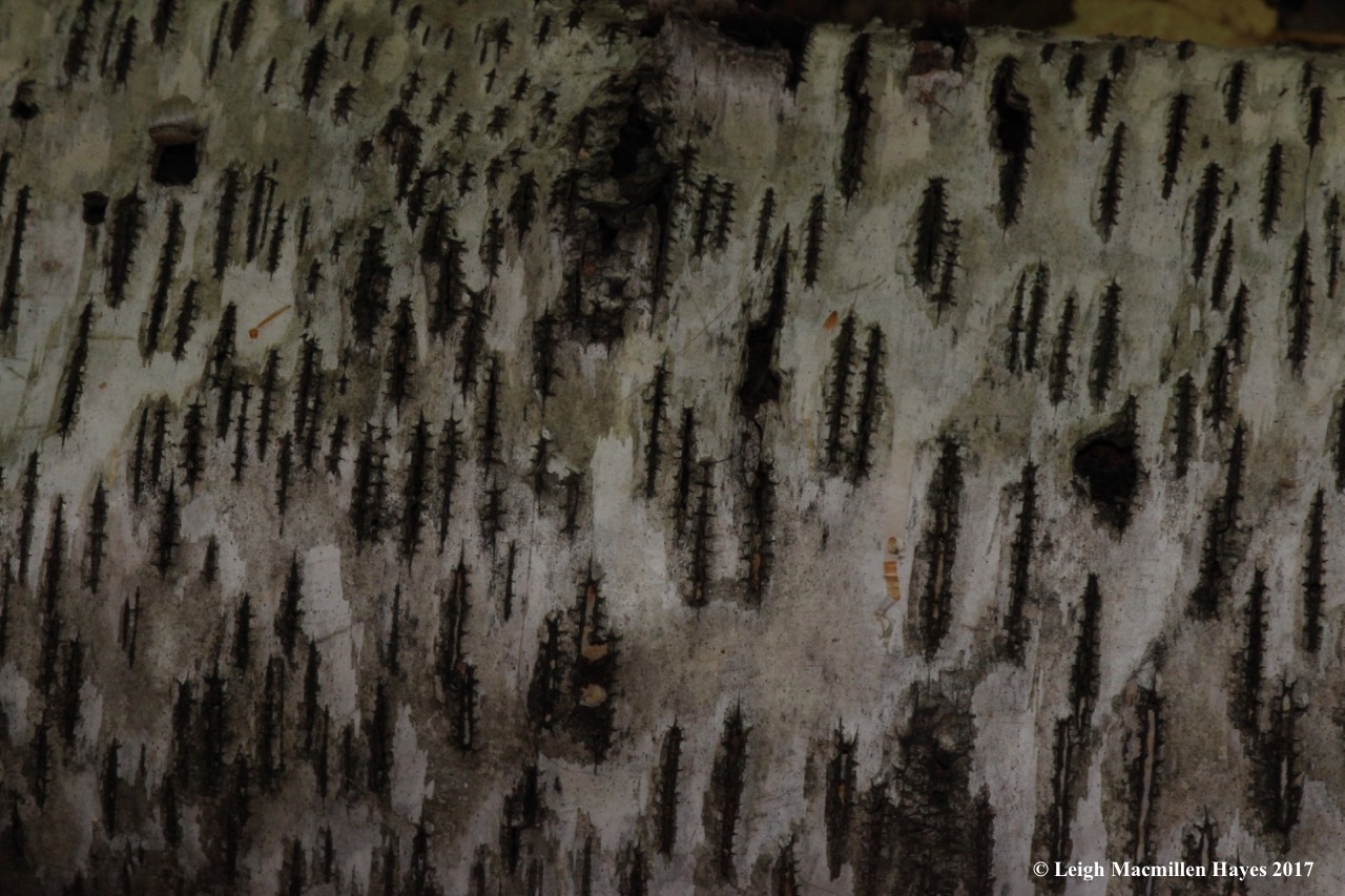 t-paper birch lenticels