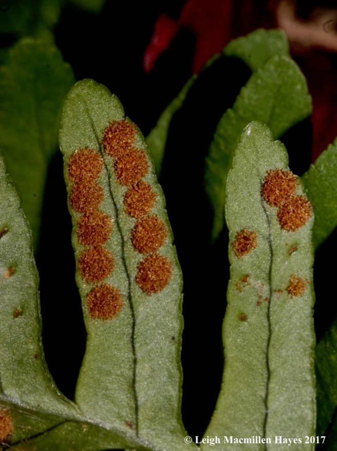 t-polypody spores 2