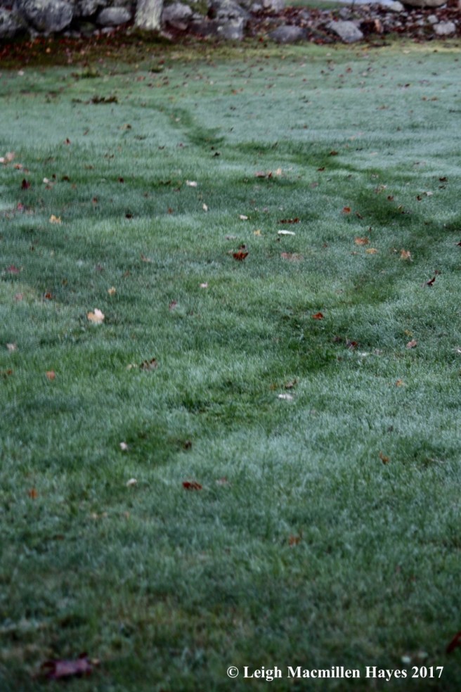 t-porcupine trail in morning dew