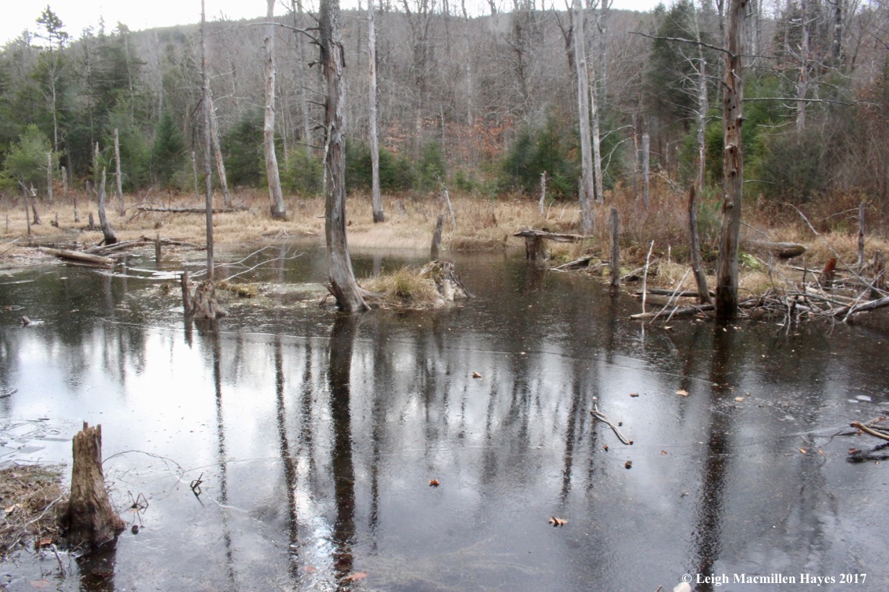 a2-ice on beaver pond