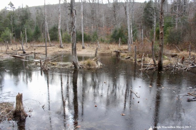 a2-ice on beaver pond