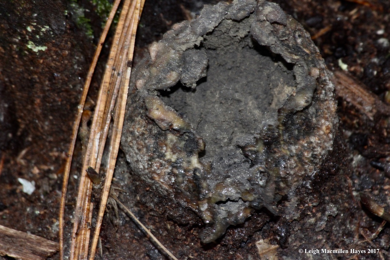 b-pigskin poison puffball (Earthball)