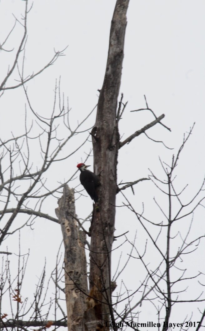 b-pileated 1