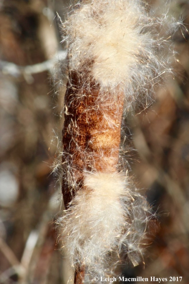 b11-cattail sparkles