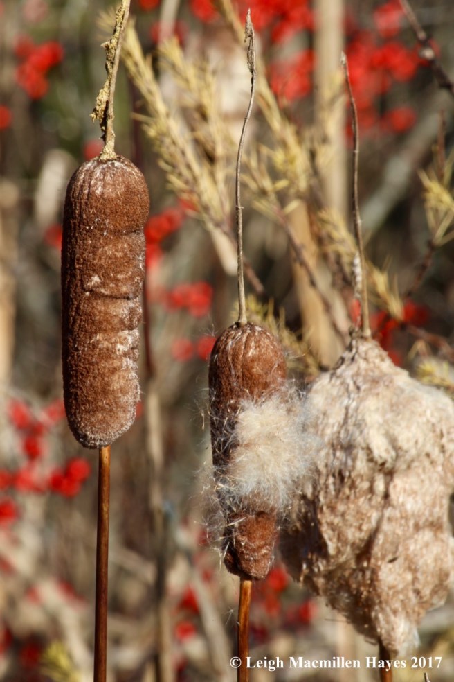 b11-cattails