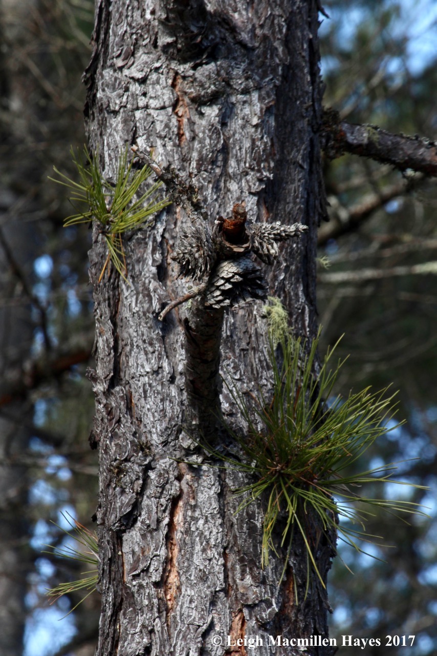 b15-pitch pine trunk