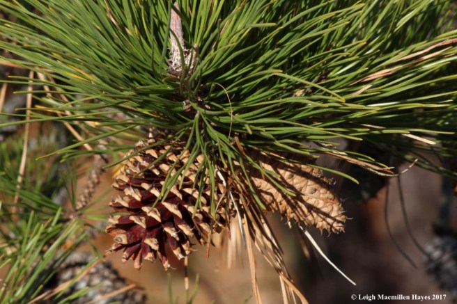 b16-pitch pine cones