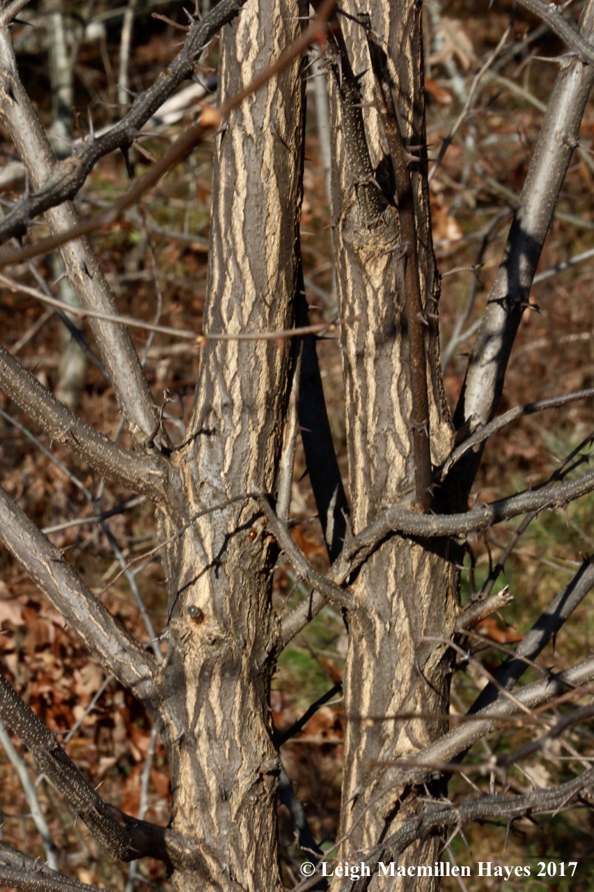b17-black locust bark