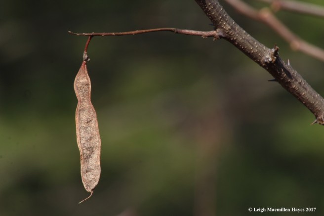 b18-black locust seed pod