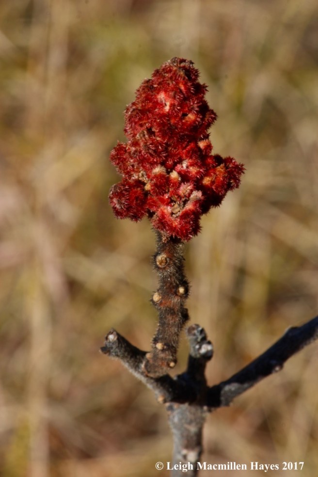 b19-Sumac decorations
