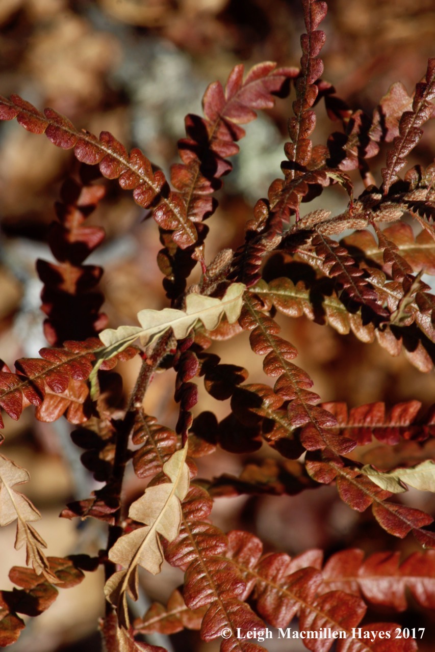 b2-choice of colors--sweetfern 1