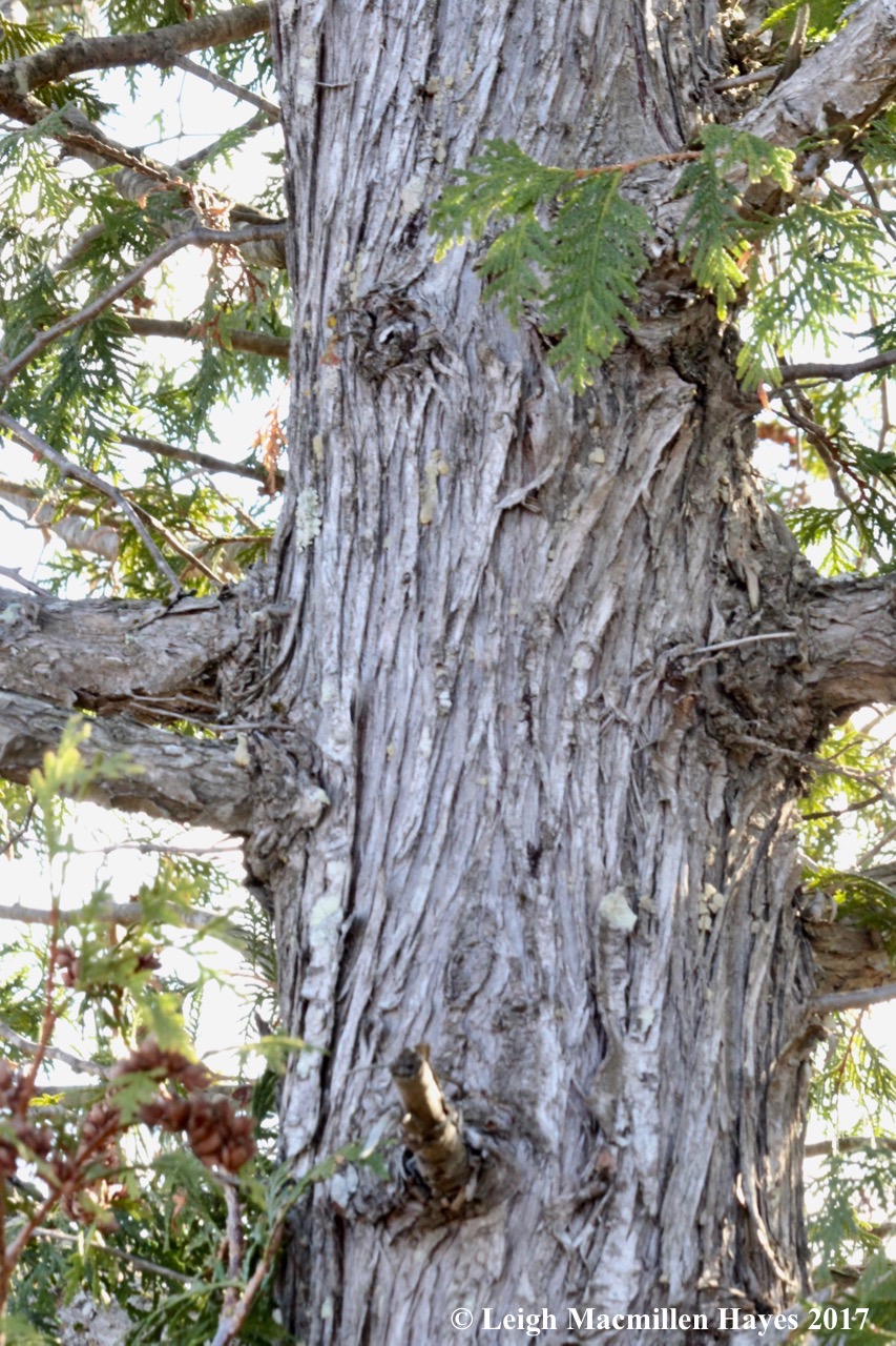 b20-Northern White Cedar