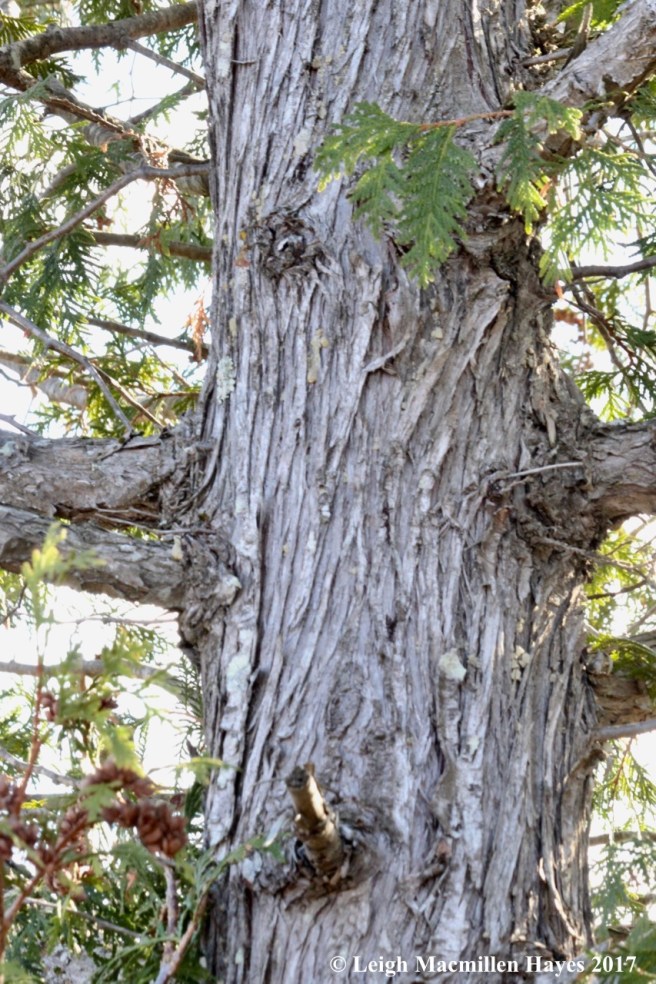 b20-Northern White Cedar