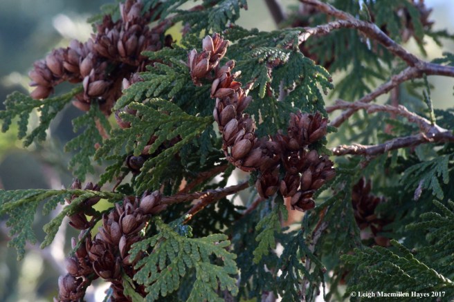 b21-northern white cedar leaves and cones