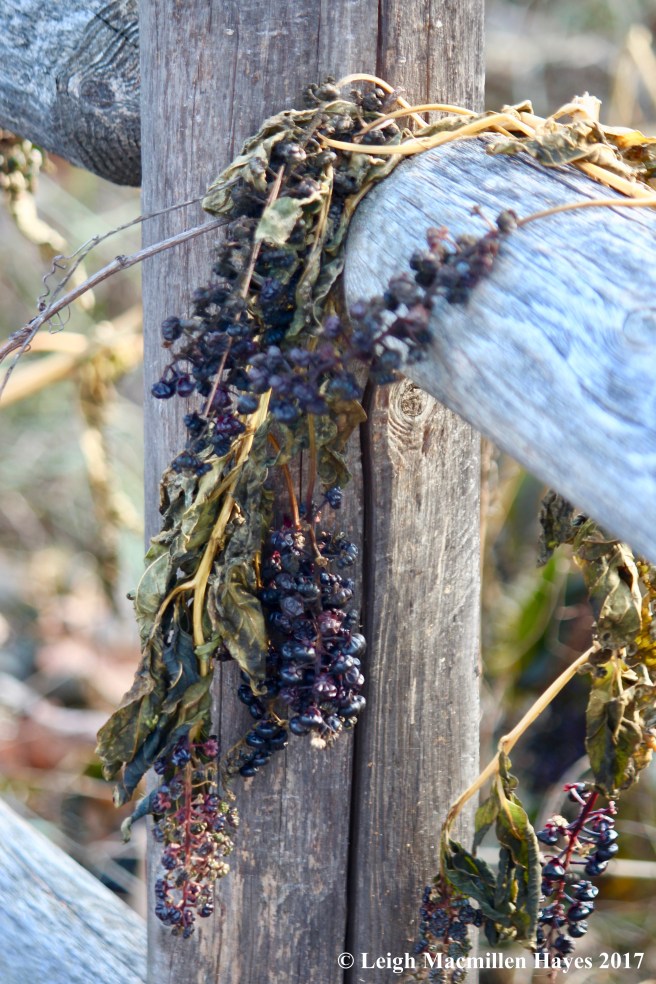 b23-pokeberry artistic display