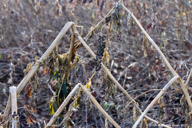 b23-pokeberry geometric display