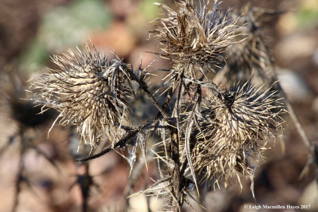 b6-autumn thistle