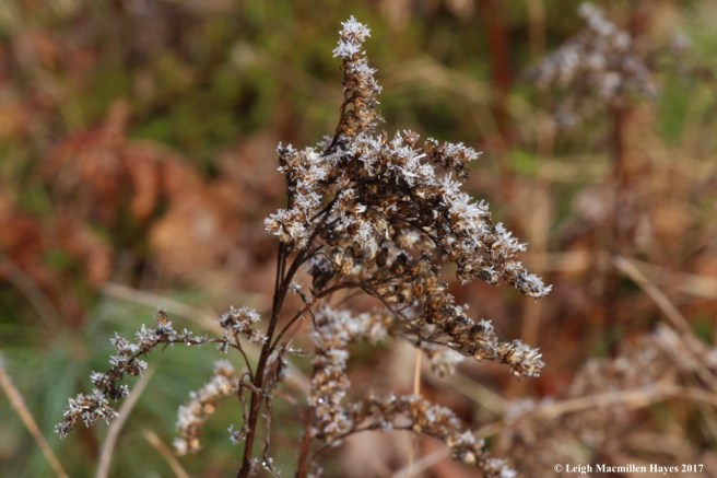 d-frost on goldenrod