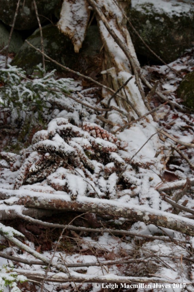 m-squirrel cache growing