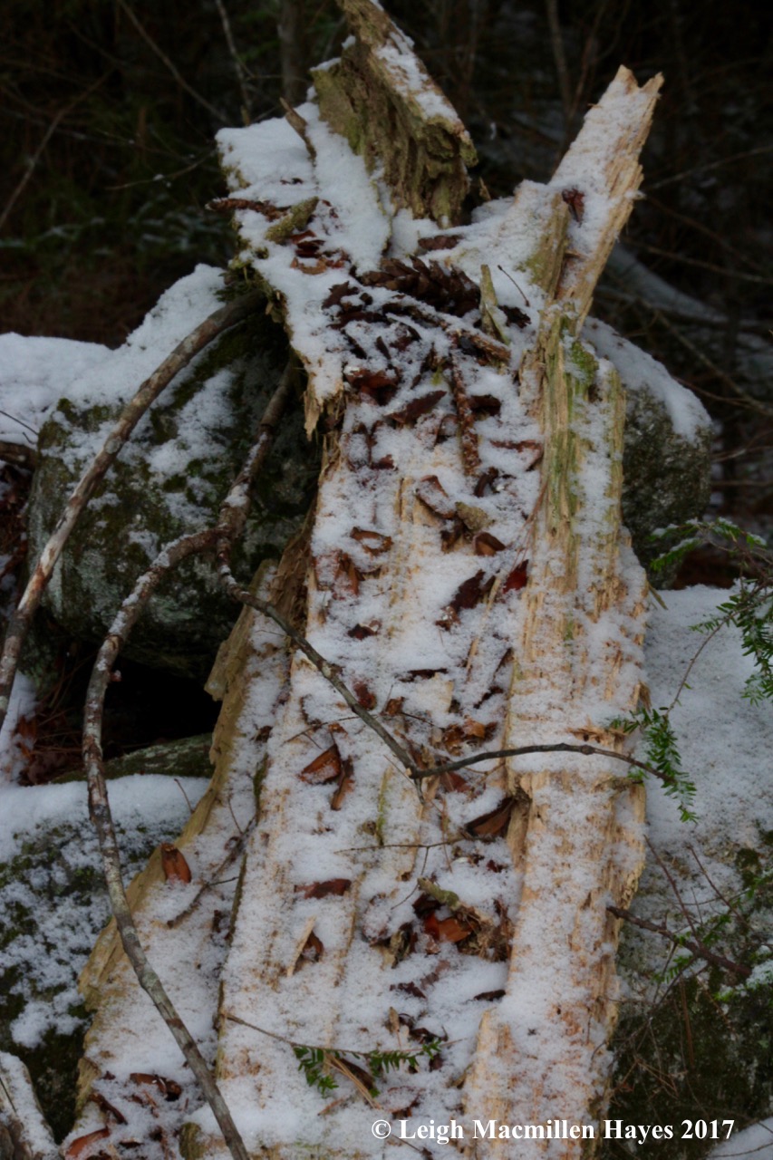 m-squirrel dining room