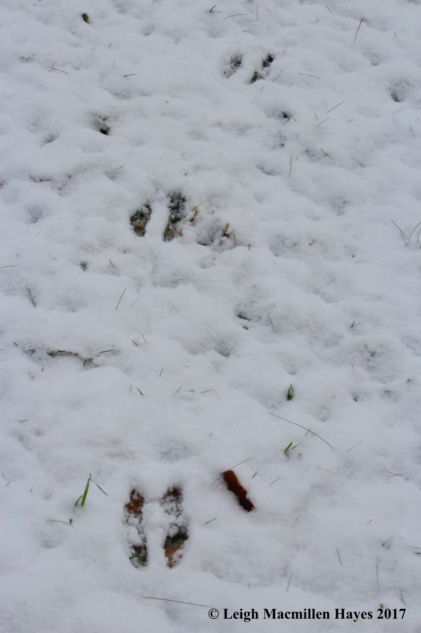 m-squirrel tracks