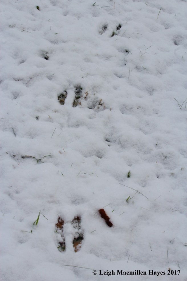 m-squirrel tracks