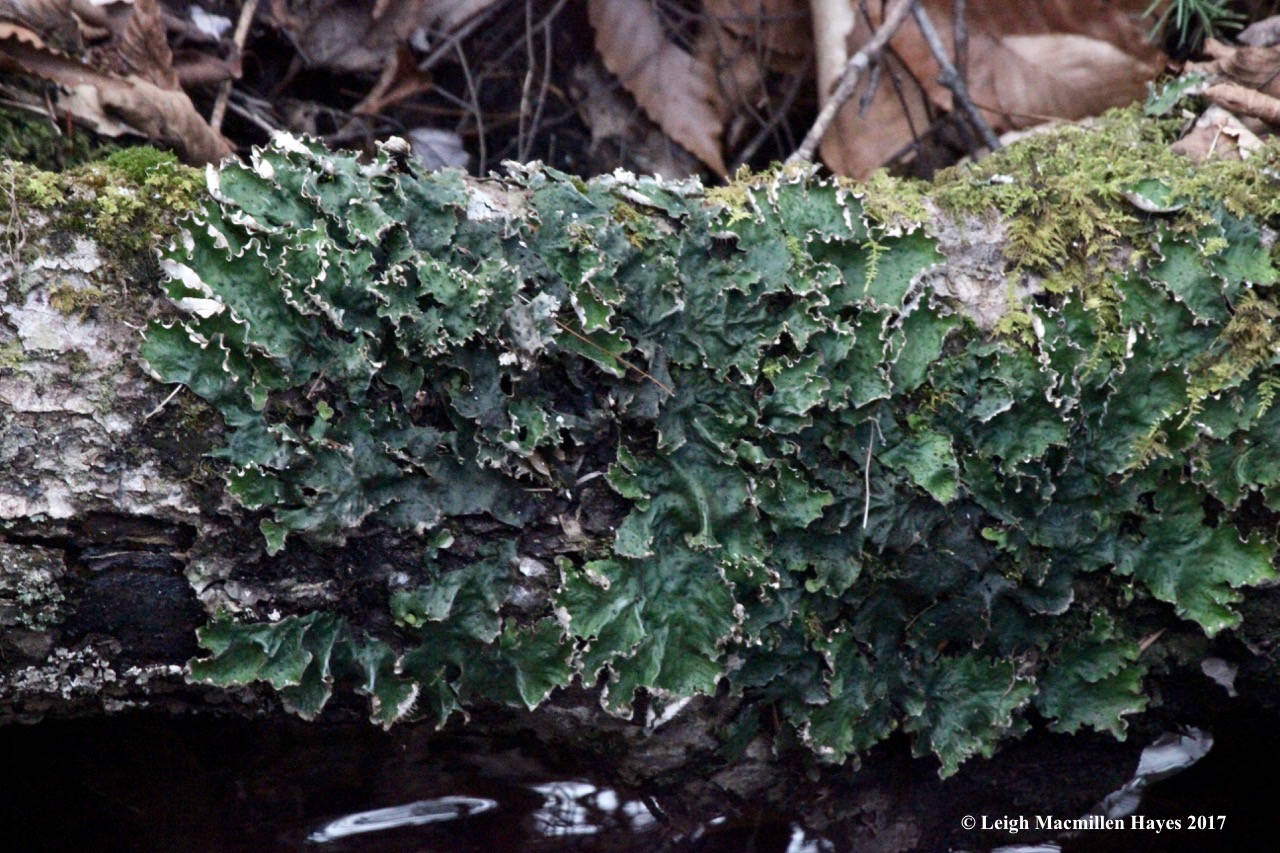 m10-umbilicate lichen?
