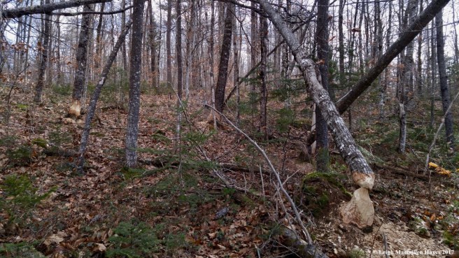 m23a--not all cuts work in the beavers favor