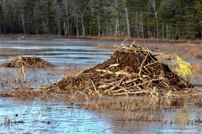 m28-welcome flag on lodge