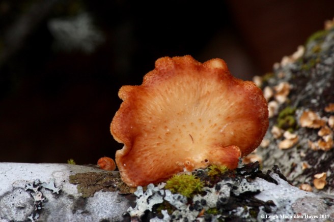 m5-hexagonal pored fungi upperside