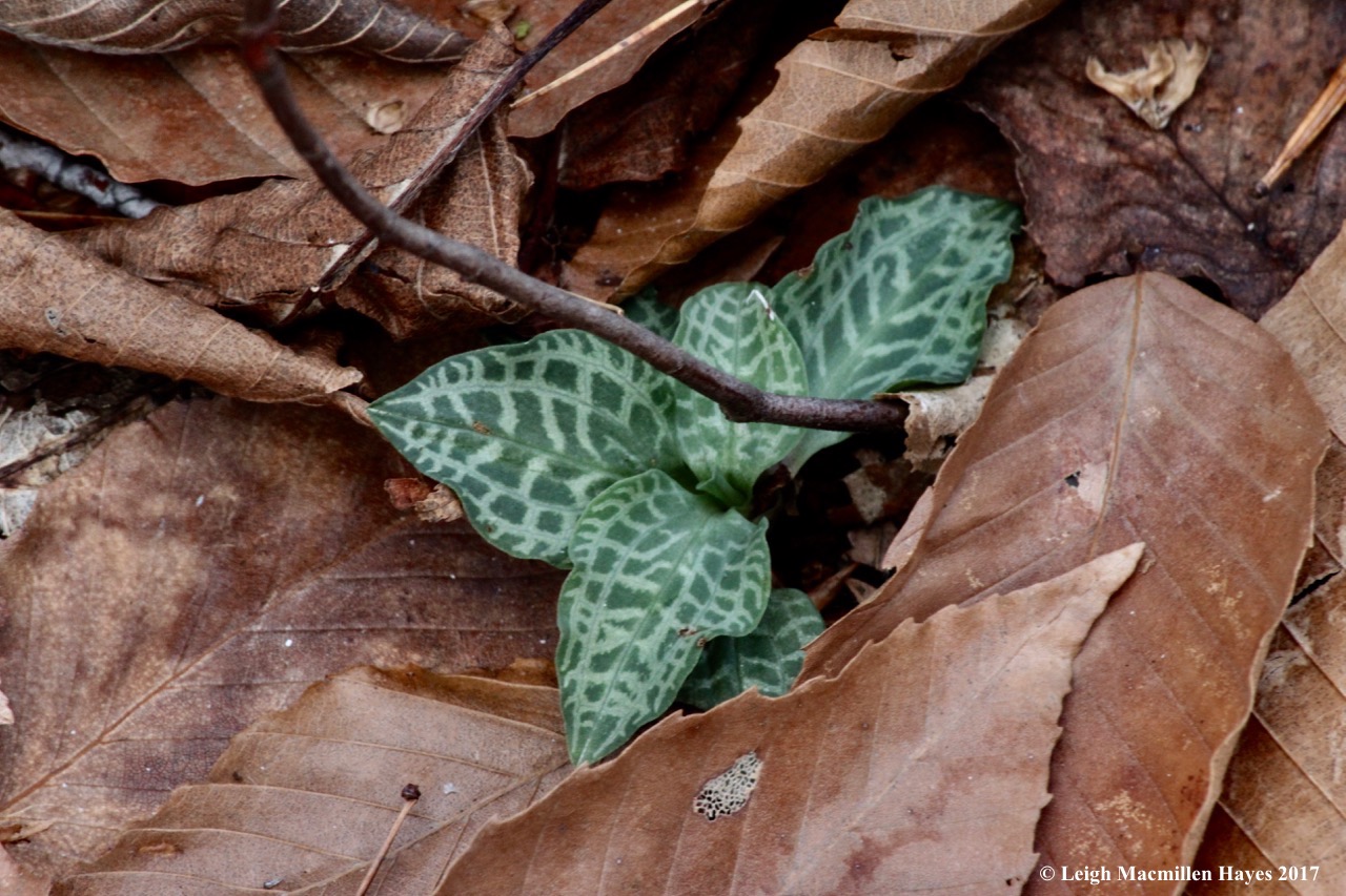 m7-checkered rattlesnake plantain