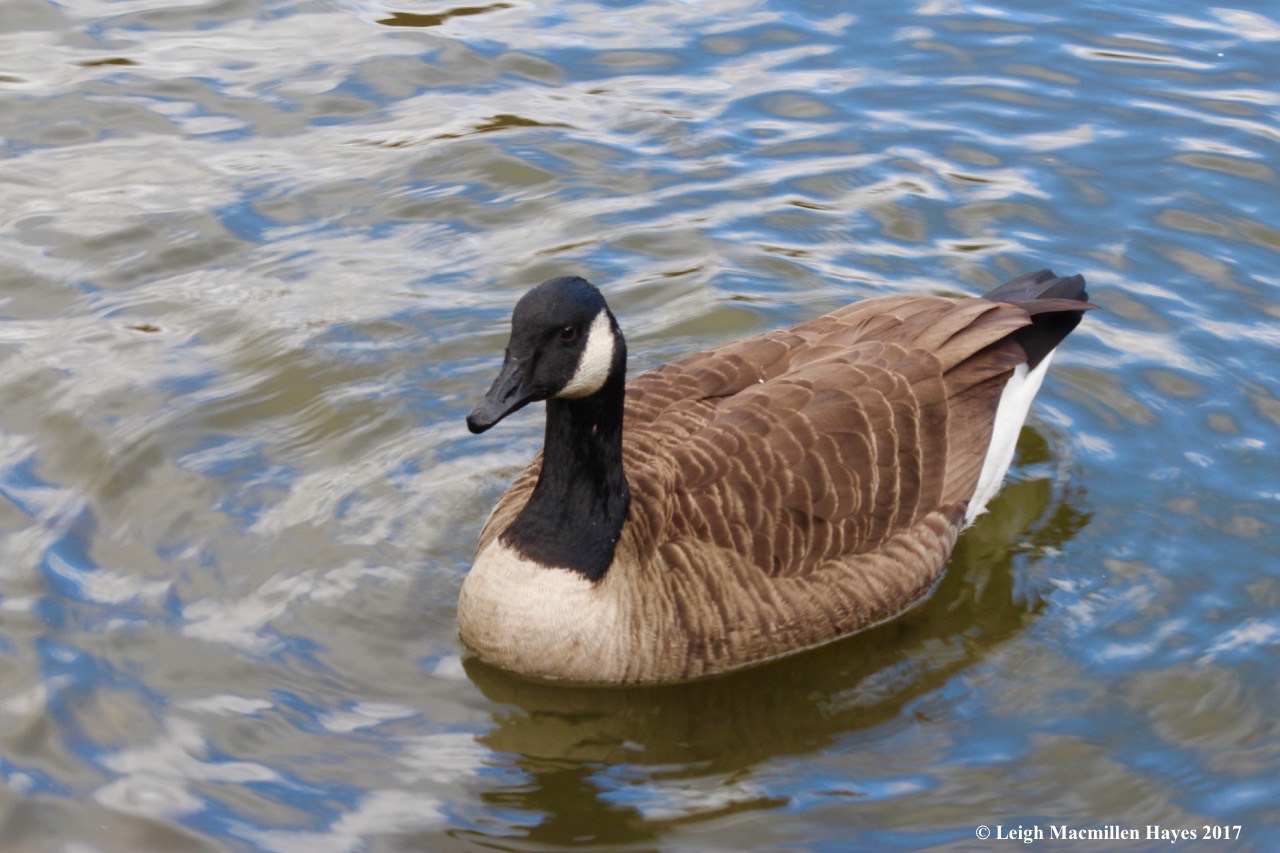 n-Canada goose
