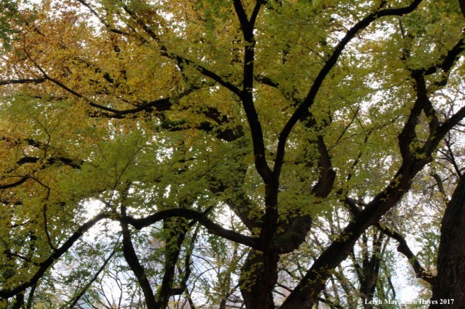 n-elms intermingling 2